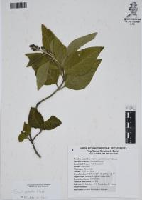Iresine grandis image